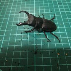 ②スジブトヒラタクワガタの画像