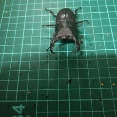 ②スジブトヒラタクワガタの画像