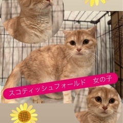 スコティッシュフォールド　女の子　