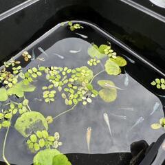 メダカの画像