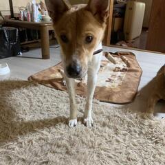 🐶里親募集🐶🥰