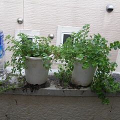 差し上げます 観葉植物② 取りに来ていただける方受け渡し日時自由の画像