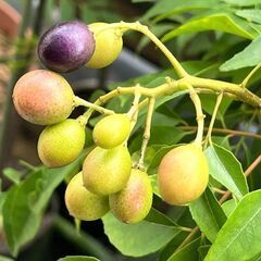 カレーリーフ　完熟果の種10個　カラピンチャ　大葉月橘の画像
