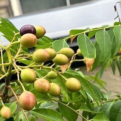 カレーリーフ　完熟果の種10個　カラピンチャ　大葉月橘の画像