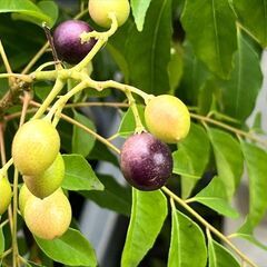 カレーリーフ　完熟果の種10個　カラピンチャ　大葉月橘の画像