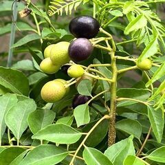 カレーリーフ　完熟果の種10個　カラピンチャ　大葉月橘の画像