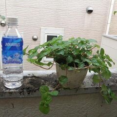 差し上げます 観葉植物③取りに来ていただける方 受け渡し日時自由の画像