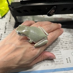 ブルーイエアメガエルの画像