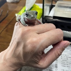 ブルーイエアメガエルの画像