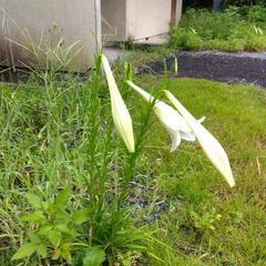 ユリ１０本の画像