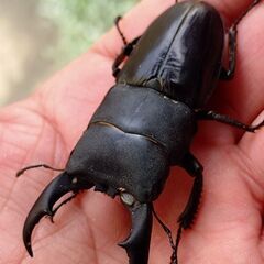 【追加販売 即ブリOK】和歌山県産本土ヒラタクワガタ ペア販売の画像