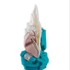 仮面ライダーリバイス　ベルト+スタンプ2つの画像