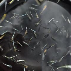 めだか　10匹　メダカの画像
