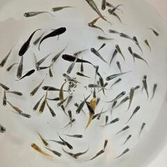 めだか　10匹　メダカの画像
