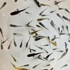 めだか　10匹　メダカの画像