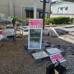 訳あり 長野県産 ホイップコーン とうもろこし 直売所    １本 100円の画像