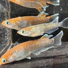 めだか販売の画像
