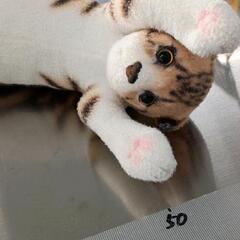 0813-305 ねこの画像