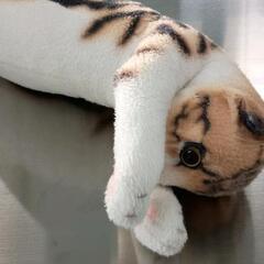 0813-305 ねこの画像