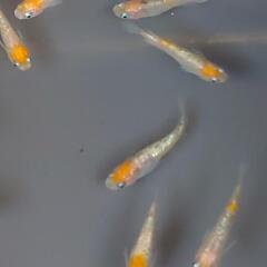 めだか オーロラ黄ラメメダカの画像