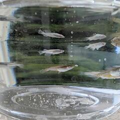 めだか　オロチ×天女の舞　稚魚〜幼魚１０匹の画像