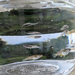 めだか　オロチ×天女の舞　稚魚〜幼魚１０匹の画像