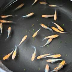 🌱‬‪赤系ラメメダカ(草餅選外)12匹①🌱‬‪の画像