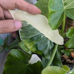斑入り　クワズイモ　観葉植物の画像