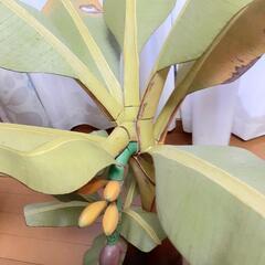 バナナの木　木工細工(大型)の画像