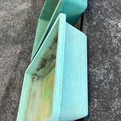メダカの定番wの画像