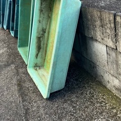 メダカの定番wの画像
