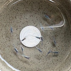 強青ラメサファイアリアルロングフィン稚魚 1匹
の画像