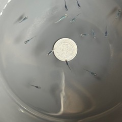 強青ラメサファイアリアルロングフィン稚魚 1匹
の画像