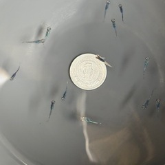 強青ラメサファイアリアルロングフィン稚魚 1匹
の画像