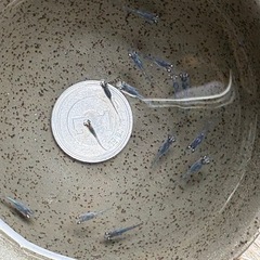 強青ラメサファイアリアルロングフィン稚魚 1匹
の画像