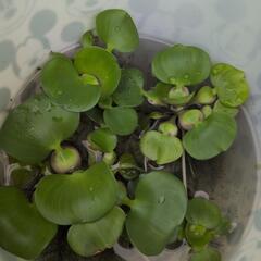 姫ホテイ草🌱差し上げます🤗の画像
