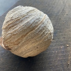 蜂の巣（本物の画像