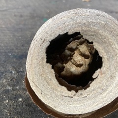 蜂の巣（本物の画像
