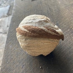 蜂の巣（本物の画像