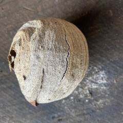 蜂の巣（本物の画像