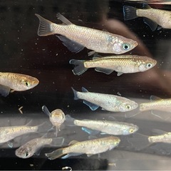 【現物出品】　ネプチューン　メダカ　めだか　オス6匹　メス10匹　計16匹　産卵個体　種親候補　メダカ屋サバンナ様血統の画像
