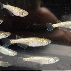 【現物出品】　ネプチューン　メダカ　めだか　オス6匹　メス10匹　計16匹　産卵個体　種親候補　メダカ屋サバンナ様血統の画像