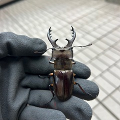 福岡県産WD特大ミヤマクワガタ♂の画像