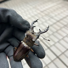 福岡県産WD特大ミヤマクワガタ♂の画像