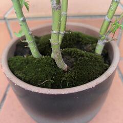 もみじ4本立て 盆栽用の画像