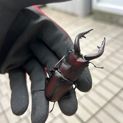 福岡県産WD特大ノコギリクワガタ♂の画像