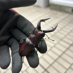 福岡県産WD特大ノコギリクワガタ♂の画像