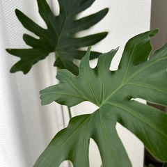 セローム　観葉植物　本体の画像