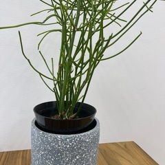 植物の画像