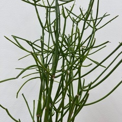 植物の画像